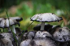 Attēlu rezultāti vaicājumam “Coprinus atramentarius”