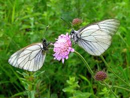 Attēlu rezultāti vaicājumam “Aporia crataegi female”