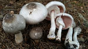 Attēlu rezultāti vaicājumam “Agaricus”