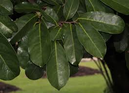 Attēlu rezultāti vaicājumam “Libanotis montana leaf”