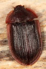 Attēlu rezultāti vaicājumam “Ostoma ferruginea”