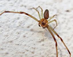 Attēlu rezultāti vaicājumam “Diaea dorsata”