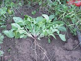 Attēlu rezultāti vaicājumam “Rumex acetosella leaf”