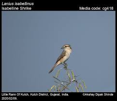 Image result for Lanius isabellinus