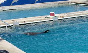 Image result for Dolphina Gc