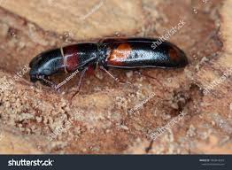 Attēlu rezultāti vaicājumam “Trogossitidae”