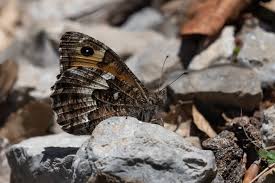 Attēlu rezultāti vaicājumam “Hipparchia semele”