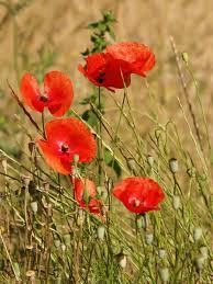 Attēlu rezultāti vaicājumam “Papaver rhoeas flower”