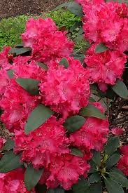Attēlu rezultāti vaicājumam “rhododendron”