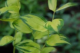 Attēlu rezultāti vaicājumam “Dianema nivale sessile”