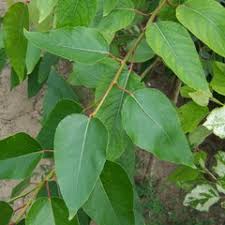 Attēlu rezultāti vaicājumam “Populus x jackii”