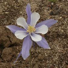 Image result for Aquilegia caerulea