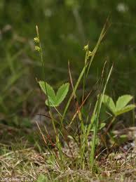 Attēlu rezultāti vaicājumam “Carex pallescens”