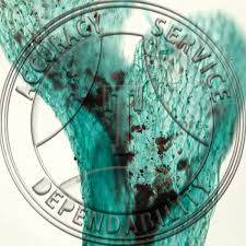 Attēlu rezultāti vaicājumam “Blasia pusilla sporophyte”