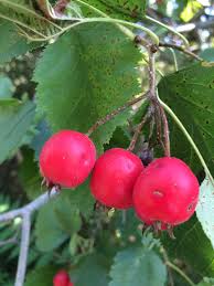 Attēlu rezultāti vaicājumam “Crataegus submollis”