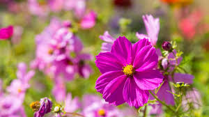 Image result for Schmuckkörbchen