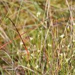 Attēlu rezultāti vaicājumam “Rhynchospora alba leaf”