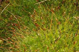 Attēlu rezultāti vaicājumam “Dicranum scoparium sporophyte”