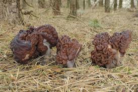 Attēlu rezultāti vaicājumam “Gyromitra esculenta”