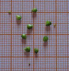 Attēlu rezultāti vaicājumam “Ranunculus acris fruit”