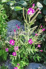 Attēlu rezultāti vaicājumam “Epilobium hirsutum”