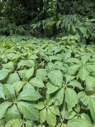 Attēlu rezultāti vaicājumam “Parthenocissus quinquefolia”