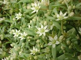 Attēlu rezultāti vaicājumam “Sedum hispanicum”