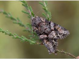 Attēlu rezultāti vaicājumam “Lacanobia contigua imago”