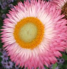 Image result for Helichrysum bracteatum