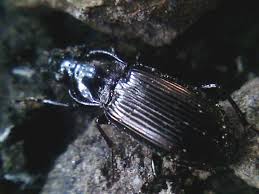 Attēlu rezultāti vaicājumam “Pterostichus quadrifoveolatus”