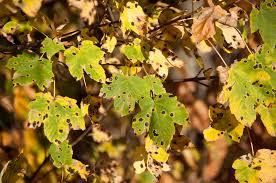 Attēlu rezultāti vaicājumam “Rhytisma acerinum”