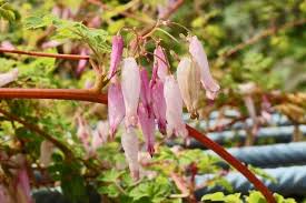 Image result for Adlumia cirrhosa