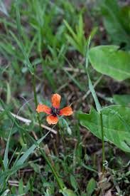 Attēlu rezultāti vaicājumam “Papaver argemone leaf”
