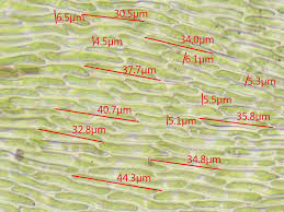 Attēlu rezultāti vaicājumam “Campylophyllum calcareum”