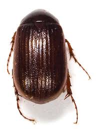 Attēlu rezultāti vaicājumam “Serica brunnea imago”