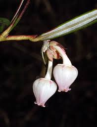 Attēlu rezultāti vaicājumam “Andromeda polifolia bud”