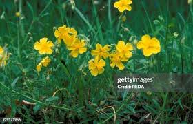 Attēlu rezultāti vaicājumam “Helianthemum nummularium”