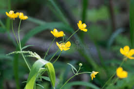 Attēlu rezultāti vaicājumam “Ranunculus lanuginosus flower”