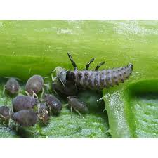 Attēlu rezultāti vaicājumam “Adalia bipunctata larva”