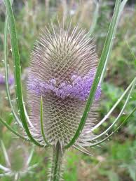 Attēlu rezultāti vaicājumam “Dipsacus fullonum fruit”