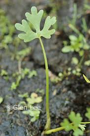 Attēlu rezultāti vaicājumam “Ranunculus sceleratus leaf”