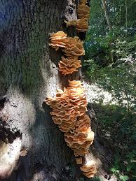 Attēlu rezultāti vaicājumam “Laetiporus sulphureus”