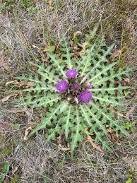 Attēlu rezultāti vaicājumam “Cirsium acaule leaf”