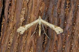 Attēlu rezultāti vaicājumam “Platyptilia gonodactyla”