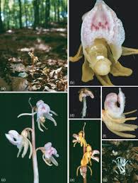 Attēlu rezultāti vaicājumam “Epipogium aphyllum”