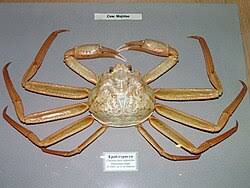 Image result for Chionoecetes opilio