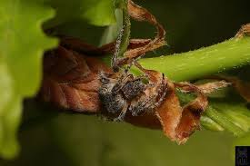 Attēlu rezultāti vaicājumam “Gibbaranea gibbosa”