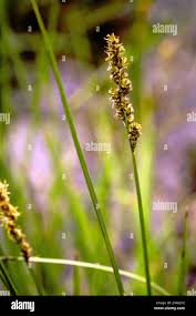 Attēlu rezultāti vaicājumam “Carex diandra”