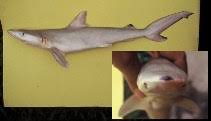 Image result for Carcharhinus acronotus