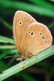 Attēlu rezultāti vaicājumam “Aphantopus hyperantus upperside”